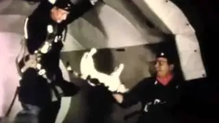cats in zero gravity - коты в невесомости