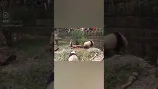 dangerous panda attack girl #panda #shorts #ytshort #wildlife  #Animalsplanet #Viralvideos #video