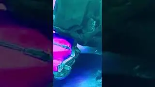 видео не мое. автор @Никитамерс-ь6щ. #meme #втренде #animal #animal #manmusic #car #cat #diy