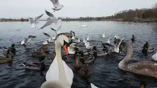 KINNEGO MARINA IRELAND 🇮🇪