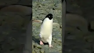 Ping&uuml;ino caminando muy Feliz 🐧