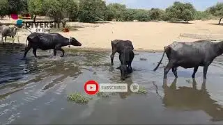 Sindhi Buffalo Natural Life || Buffaloes Of Tharparkar