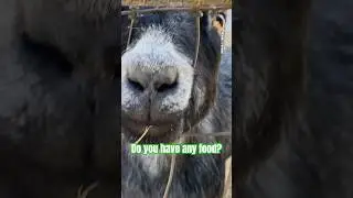 This Goat STUCK Its Head Through the Fence and Demanded Food! 😂 #Shorts #CuteGoats #FarmAnimals