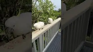 COCKATOO CAN'T STOP 🛑 EATING!! #cockatoo #birds #parrot #tricks