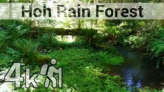 Hiking Hall of Mosses and Spruce Trail @ Hoh Rain Forest - 4k60 #VirtualHike