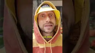 Honey: Unveiling Bee Exploitation #animals #food #vegan