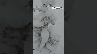 Winter is not a season, it's a celebration | #snowfall | #snowinkashmir | #exploringkashmir |