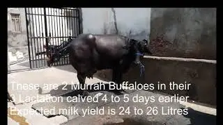 High Yielding Murrah Buffaloes