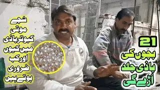 Suche Moti Kabotar Bazi Main Kiyon Zarori Hen| कबूतर के शिकार में सच्चे मोती क्यों महत्वपूर्ण हैं?