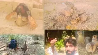 Teetar Ko Crossing Karvai 😍 Or Hmari Teetar Ny Bachy Nikal Lye 🥰