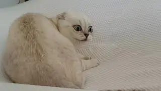 Dramatic Cat (Possessed)