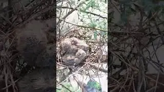 Beautiful Dove Chicks #shorts #Dove