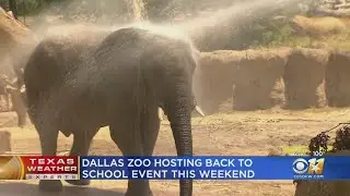 Animals, Kids Trying To Cool Off At Dallas Zoo