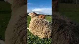 A Ginger Cat Naps on a Fluffy Sheep's Back 🐑