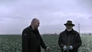 Řepka ozimá s meziřádkovými plodinami - Statek Bureš - Jindřich Šmöger -   21.11.2019