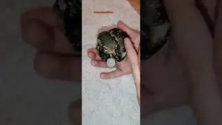 🦅Thrush chick rescued from a cat 🐈 спасённый от кошки певчий дрозд