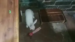 cute rabbit ||  vlog video 😃😃 New video 2025 || @SoniyaKhan_777-r8m