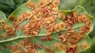 Пятнистые галлы на листьях дуба - Neuroterus quercusbaccarum