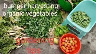 Grow Organic vegetables/some gardening tips or bumper harvesting by Preetisgardenandvlog 