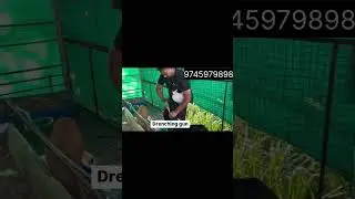 Sheep and Goat Automatic Drenching Gun oral feeding 9745979898