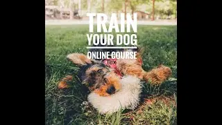 Online Course: Training Your Puppy The KeenDog Way