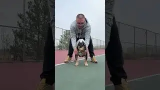 #dogshorts #dog #dogreels #fyp #trendingshorts #trending #bull #americanbully #puppy #world #yt #tri