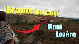 Brame du cerf au mont Lozère | spot sous-côté ??