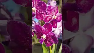 Orchid beauty is the best therapy www.justonemoreorchid.com