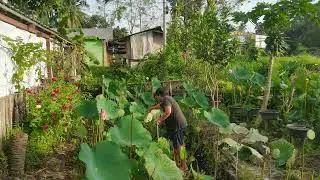 Let's collect old leaves of Lotus Flower 