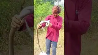 Indian Rat snake rescue ! safe release ! wild life rescue #shorts #reels #snakerescue