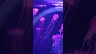 Enchanting Insights into the Lives of Jellyfish at SEA LIFE Scarborough, North Yorkshire, UK #shorts