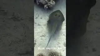 A blue spotted ray in the Red Sea