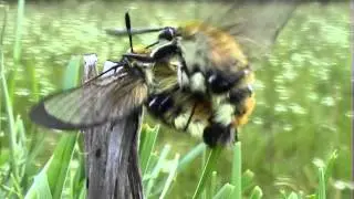 Narrow bordered Bee hawkmoth
