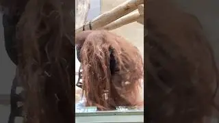 The largest arboreal mammal and only great ape found in Asia ORANGUTAN 🦧 #milwaukeezoo