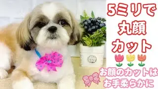 ☆シーズー・トリミング☆丸顔オーダーで