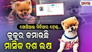 World's Cutest Dog Jiffpom |ଇଣ୍ଟରନେଟର ସବୁଠାରୁ ସୁନ୍ଦର କୁକୁର 'ଜିଫ୍ ପମ', ଇନଷ୍ଟାଗ୍ରାମରେ ୧୦ ଲକ୍ଷ ରୋଜଗାର..