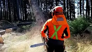TOP Logging work, Lumberjack in the forest, Complete tree processing