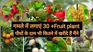 गमले में लगाएं 30 से ज्यादा Fruit plant/ पौधों के दाम कितने में खरीदे गमलों में भी 100%Result मिलेगा