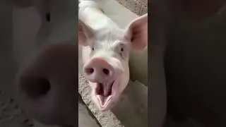 porca parida &eacute; um perigo