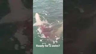 Shark attacks tarpon while fishing in Florida