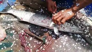 #amazingfishcuttingtechniques #fishcutting  Great Barracuda Fish Cutting