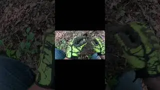 12th Georgia Found WATCH Full Video #metaldetecting #history #shorts
