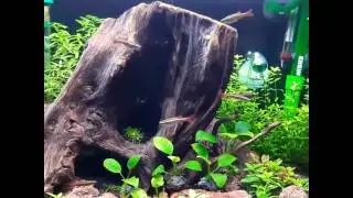 Betta paradise
