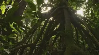 Konflik Perlindungan Alam dan Kesejahteraan Warga di Kamerun