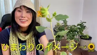 植物日記14 Yoko's Little Garden 14 / ミニひまわりに新たなつぼみが！ダイソー栽培キット