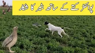Pointer dog ky sath batair ka shikar