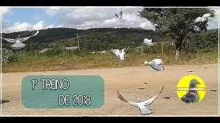 Primeiro Treino com os pombos machos