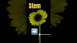 🌷What is a Stem? What are Stems? Stem Pronunciation #plants #stem #plantvocabulary #english #esl