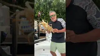 Not Just Dinner&hellip; This Lobster Was a BEAST #lobster #lobsterrolls #eatlobster #spinylobster