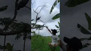 jungle fowl slingshot on a dry tree